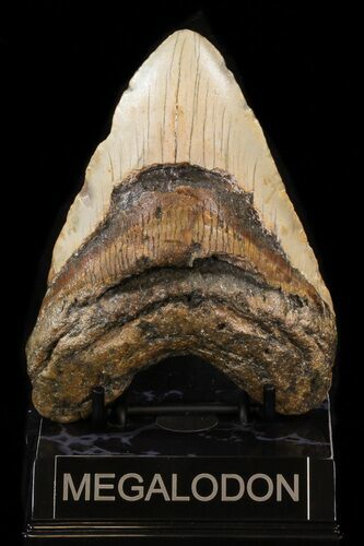 Bargain Megalodon Tooth - North Carolina #39467